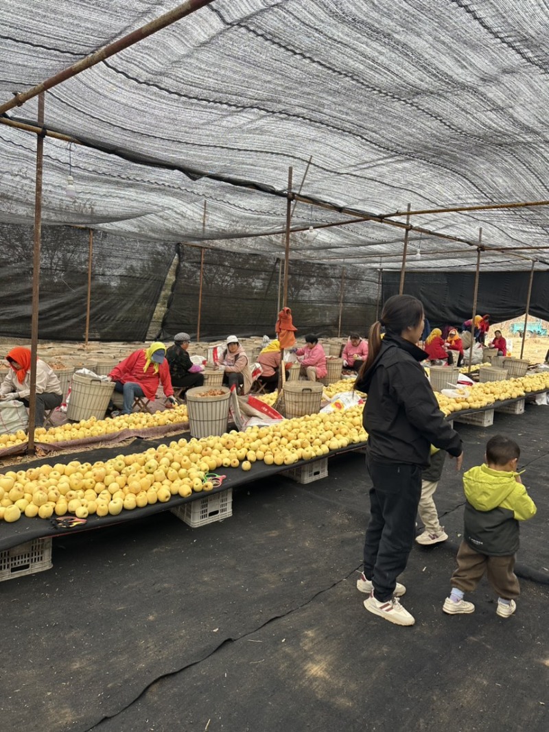 正宗黄金维纳斯苹果🍎原产地现摘直发电商供货