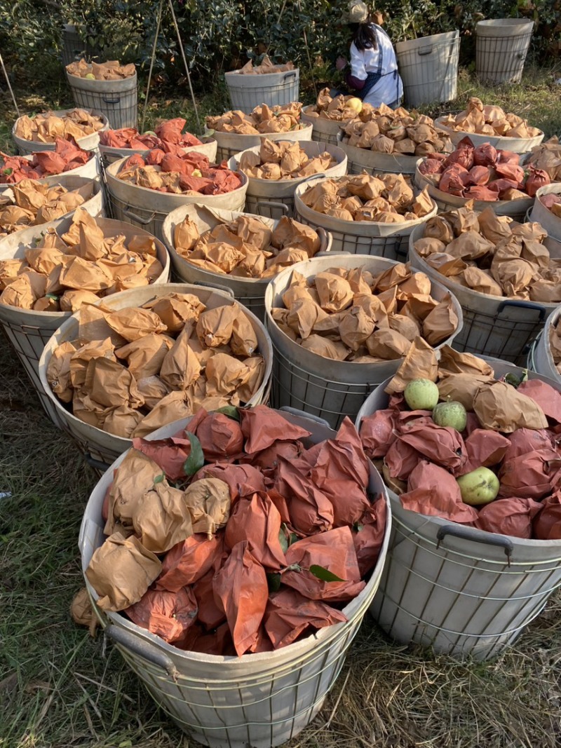 正宗黄金维纳斯苹果🍎原产地现摘直发电商供货