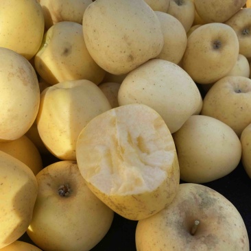 正宗黄金维纳斯苹果🍎原产地现摘直发电商供货