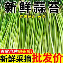 （推荐）金乡太空蒜苔/红帽蒜苔/价格便宜电联