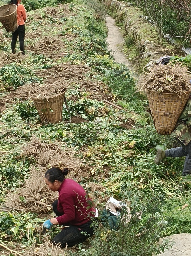 汉源县高山鲜当归，秦当归，甜当归，菜当归，地里现挖鲜当归