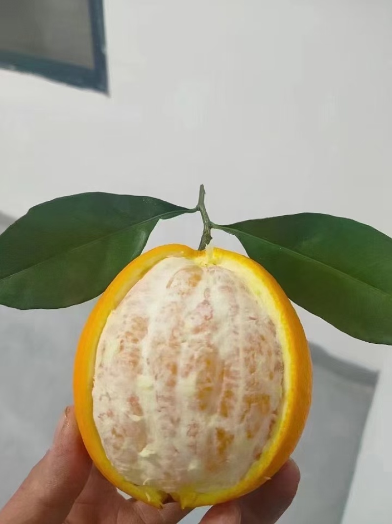 赣南脐橙