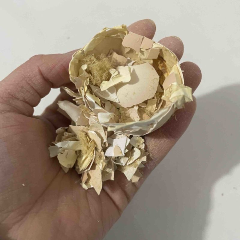 孵化厂直发鸡蛋壳蛋衣碎蛋壳带蛋膜凤凰衣补钙中药材鸡蛋碎壳