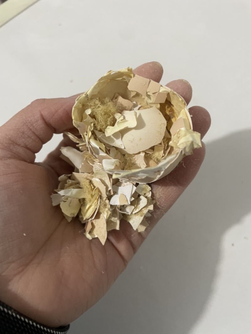 孵化厂直发鸡蛋壳蛋衣碎蛋壳带蛋膜凤凰衣补钙中药材鸡蛋碎壳