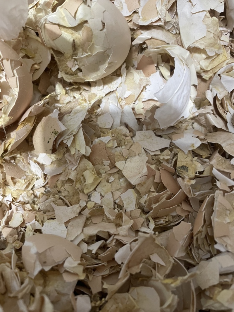 孵化厂直发鸡蛋壳蛋衣碎蛋壳带蛋膜凤凰衣补钙中药材鸡蛋碎壳