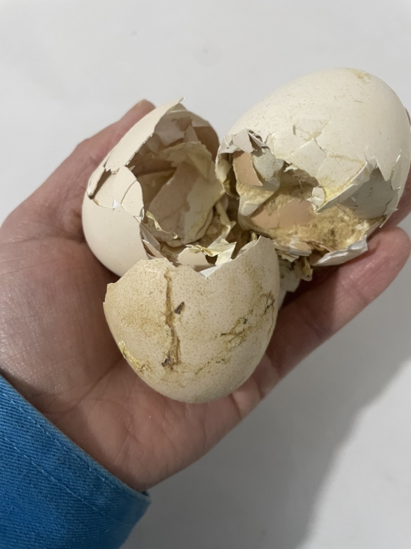 孵化厂直发鸡蛋壳蛋衣碎蛋壳带蛋膜凤凰衣补钙中药材鸡蛋碎壳