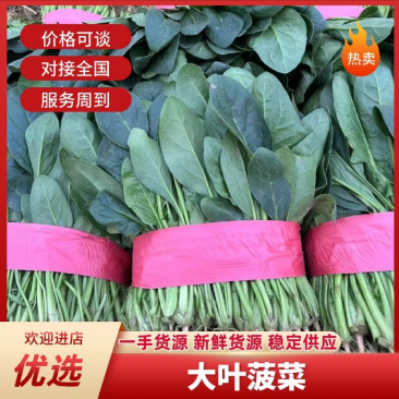 滨州菠菜产地直发承接市场食堂电商代发等一切