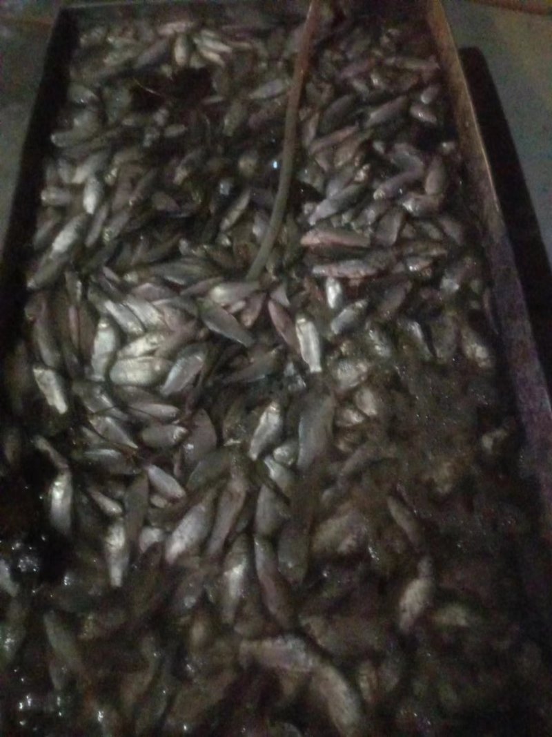 清塘鲫鱼