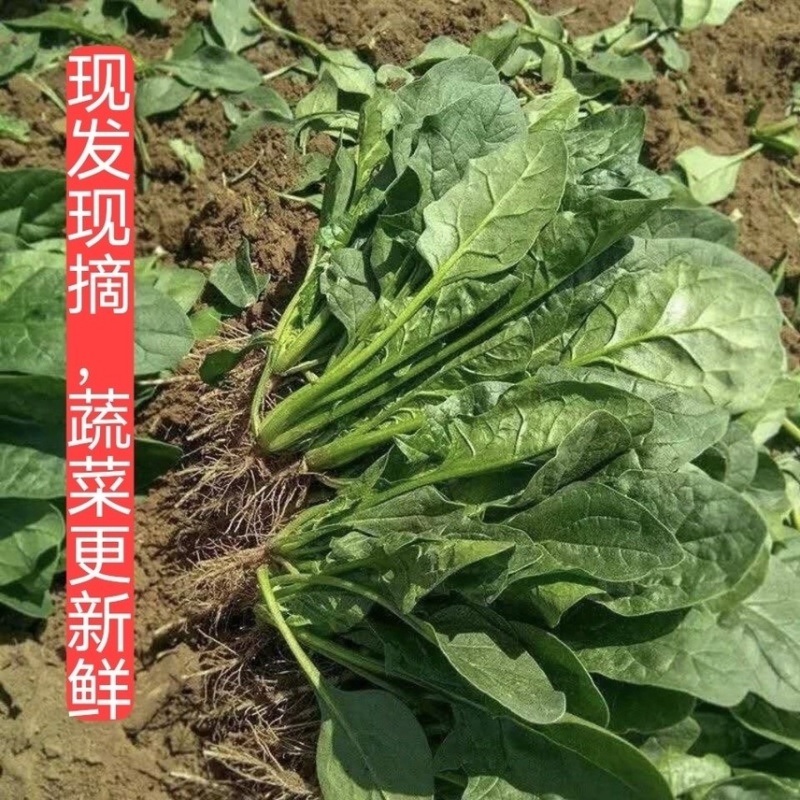 滨州菠菜产地直发承接市场食堂电商代发等一切