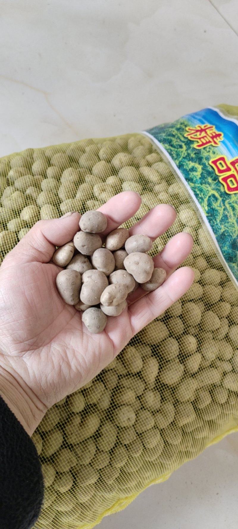 山药豆糖葫芦专用1.6厘米以上特大号山药豆白玉山药豆种子