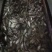 清塘鲫鱼