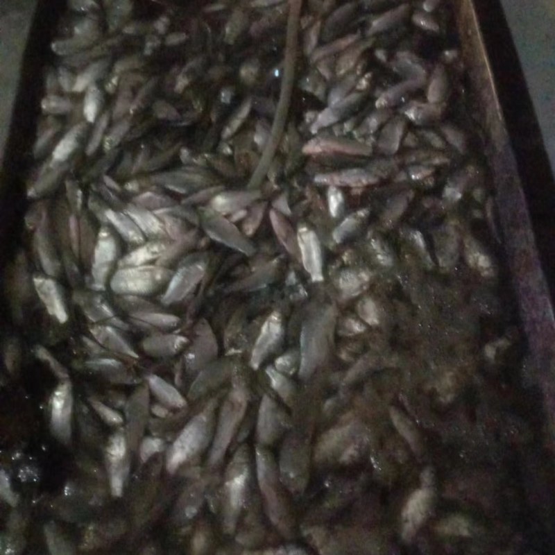 清塘鲫鱼