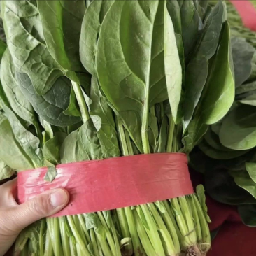 菠菜电商各平台代发产地现割现发专业代办保姆顾问