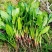 菠菜种植基地超市食堂批发档口电商代发