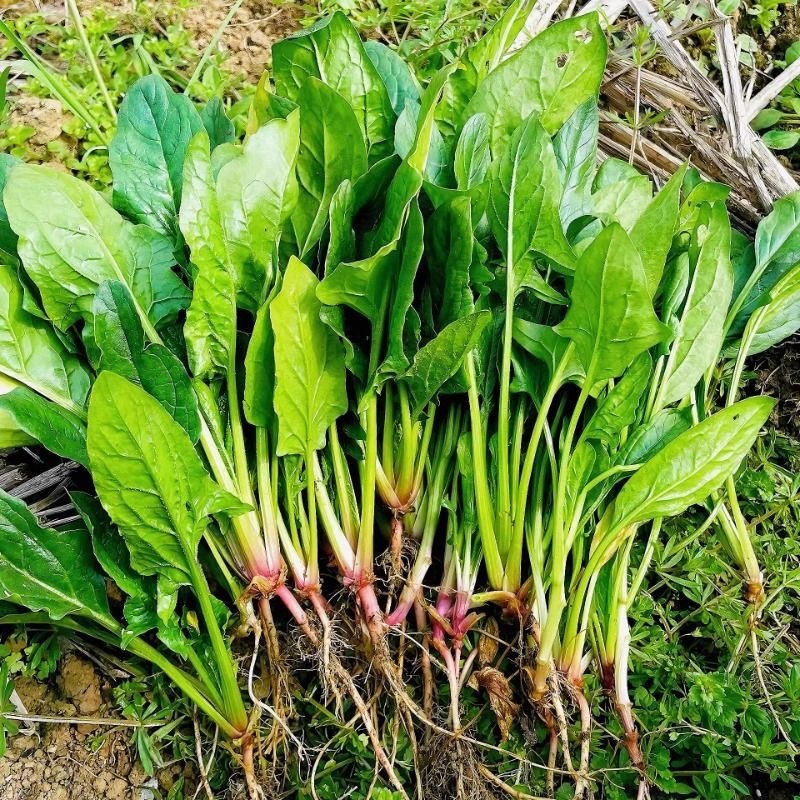 菠菜种植基地超市食堂批发档口电商代发
