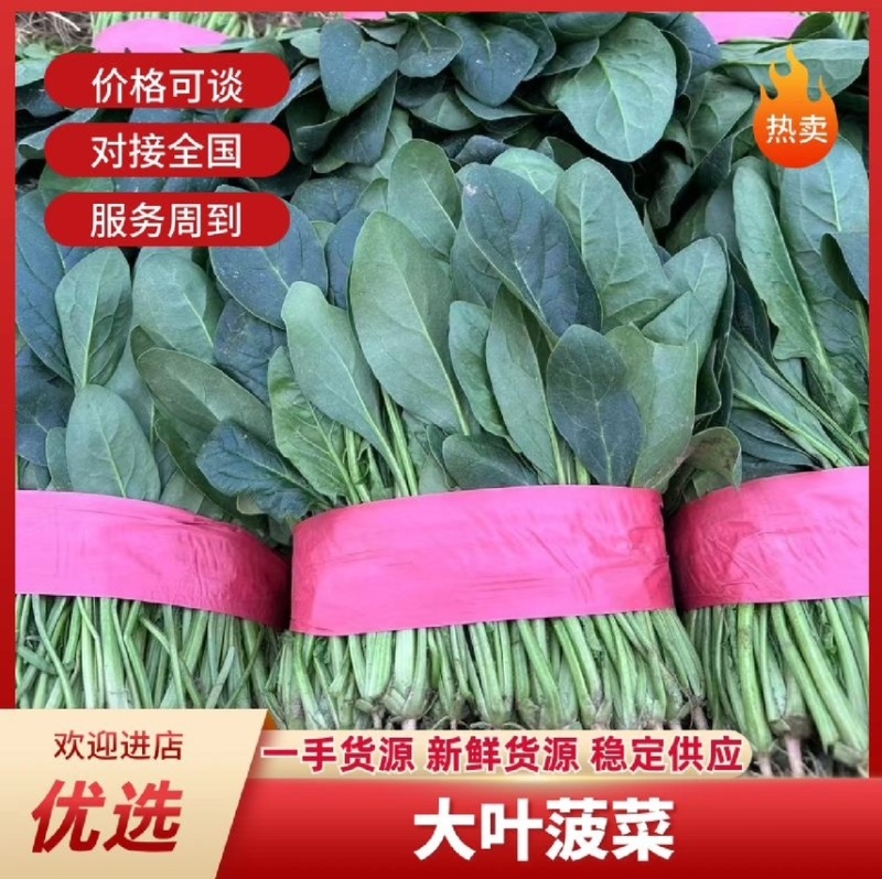 菠菜种植基地超市食堂批发档口电商代发