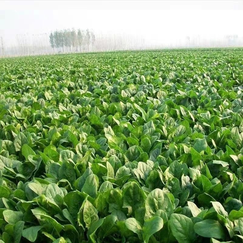 菠菜种植基地超市食堂批发档口电商代发
