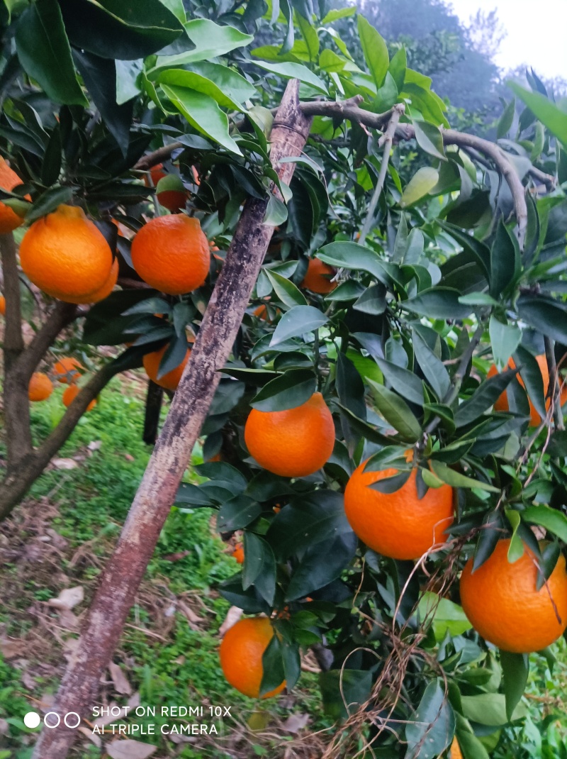 爱暖果冻橙