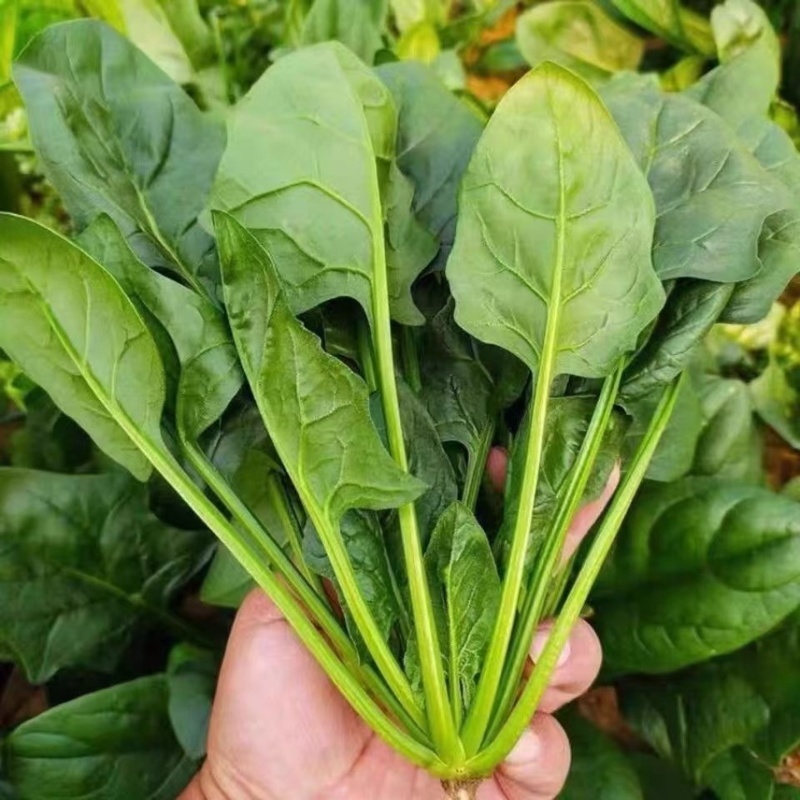 菠菜电商代发食堂市场超市等现货现发专业代办