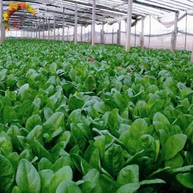菠菜电商代发食堂市场超市等现货现发专业代办