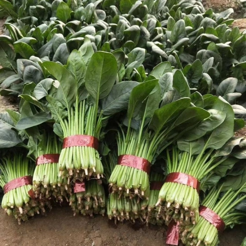 菠菜电商代发食堂市场超市等现货现发专业代办