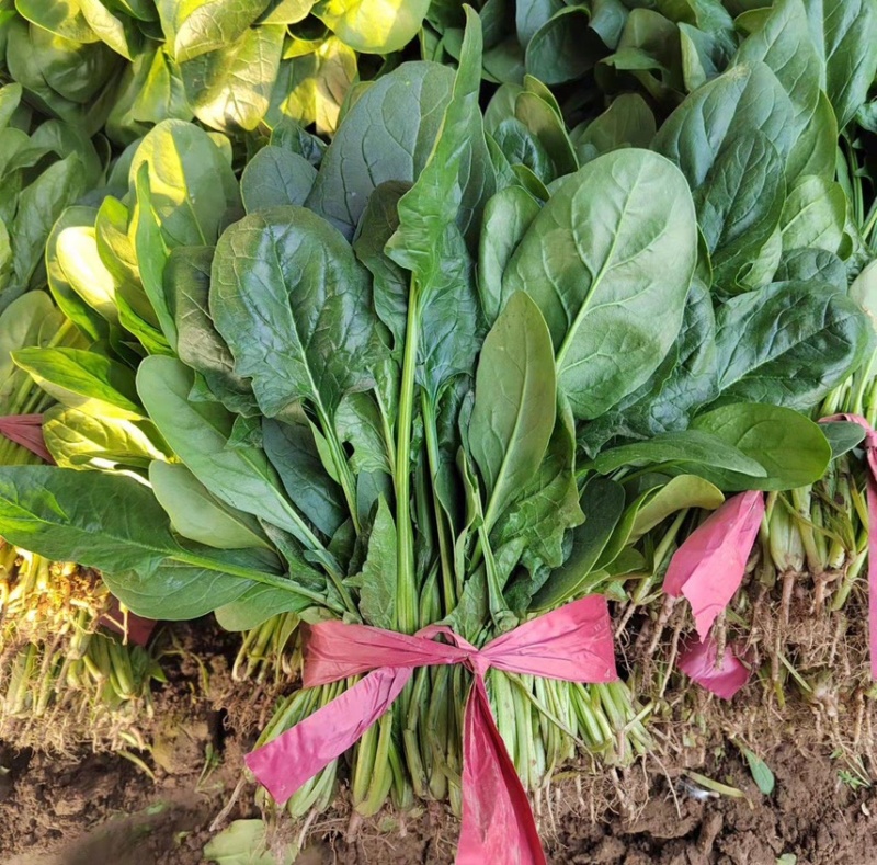 菠菜电商代发食堂市场超市等现货现发专业代办
