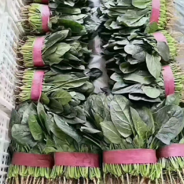 菠菜现货大量支持电商代发落地配等万亩产地优质服务