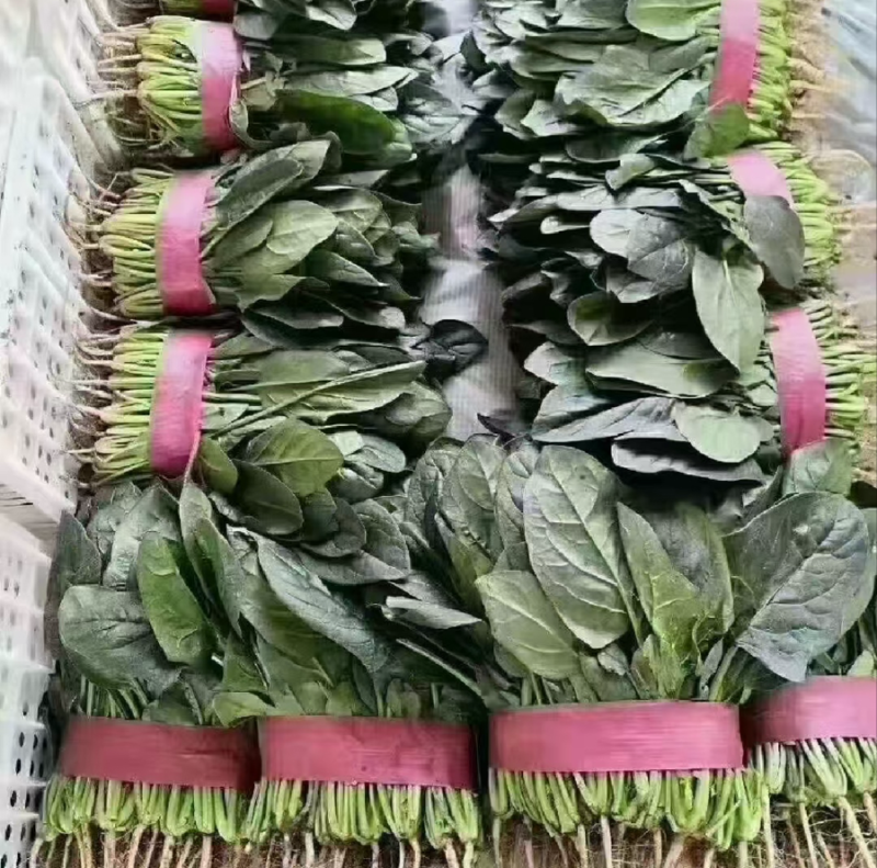菠菜现货大量支持电商代发落地配等万亩产地优质服务