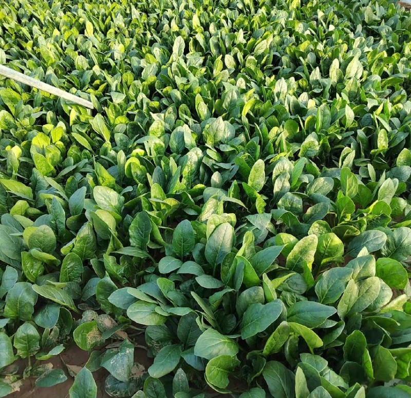 菠菜现货大量支持电商代发落地配等万亩产地优质服务