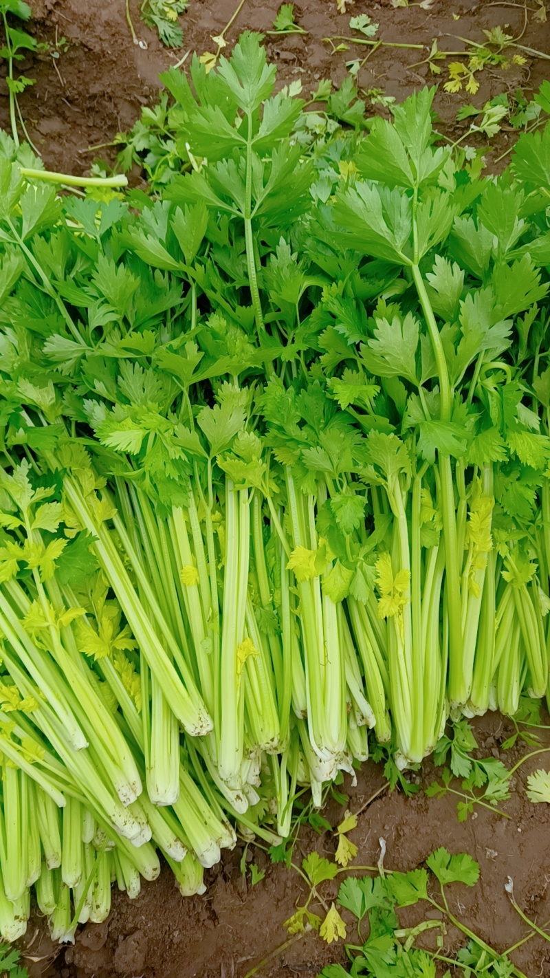 徐州精品西芹，脆嫩黄亮，万亩基地，发往全国