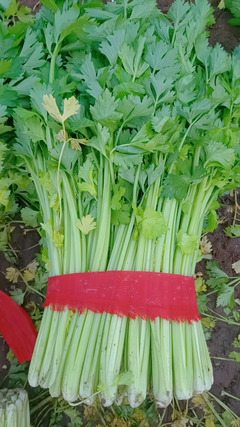 徐州精品西芹，脆嫩黄亮，万亩基地，发往全国