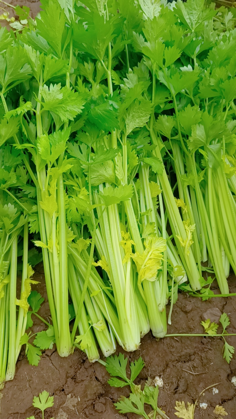徐州精品西芹，脆嫩黄亮，万亩基地，发往全国