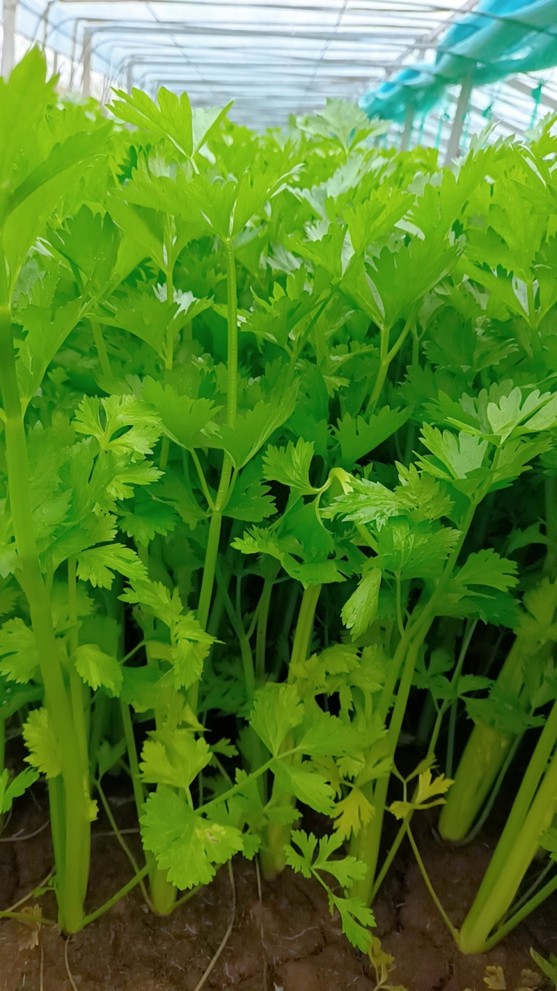 徐州精品西芹，脆嫩黄亮，万亩基地，发往全国