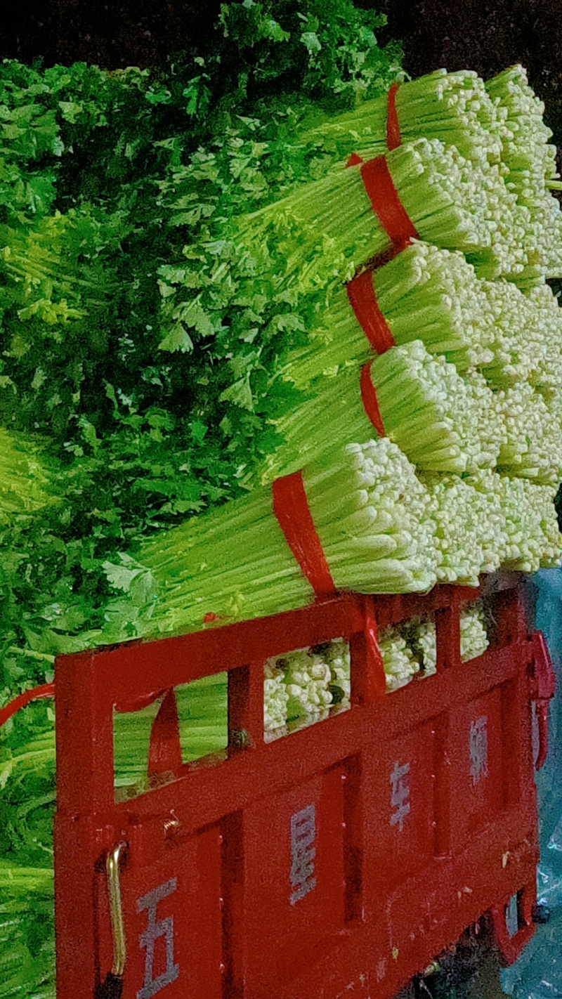 徐州精品西芹，脆嫩黄亮，万亩基地，发往全国
