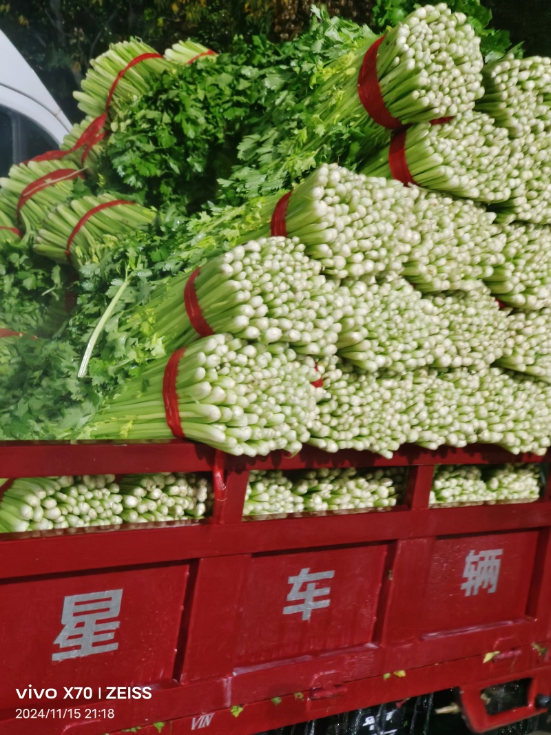 徐州精品西芹，脆嫩黄亮，万亩基地，发往全国
