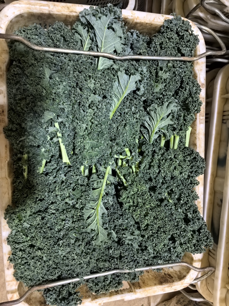 羽衣甘蓝基地直供