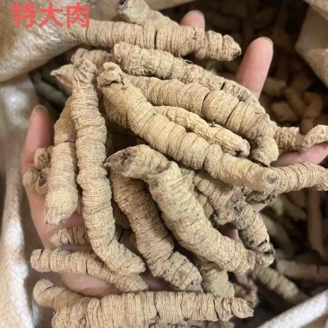巴戟天生晒抽芯无硫熏紫肉巴戟天德庆产地直销鸡肠凤