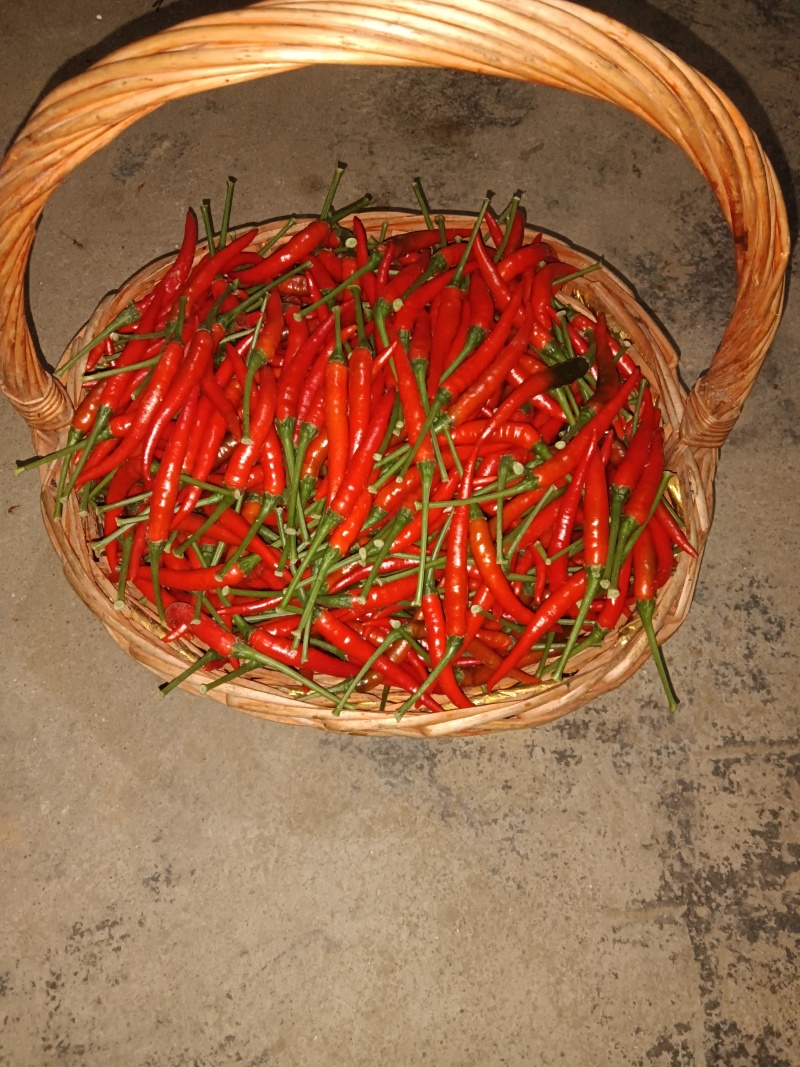 小米椒