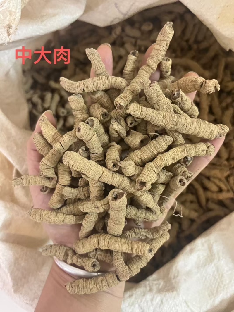巴戟天生晒抽芯无硫熏紫肉巴戟天德庆产地直销鸡肠凤