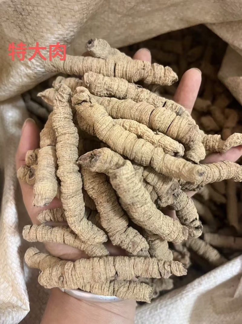 巴戟天生晒抽芯无硫熏紫肉巴戟天德庆产地直销鸡肠凤