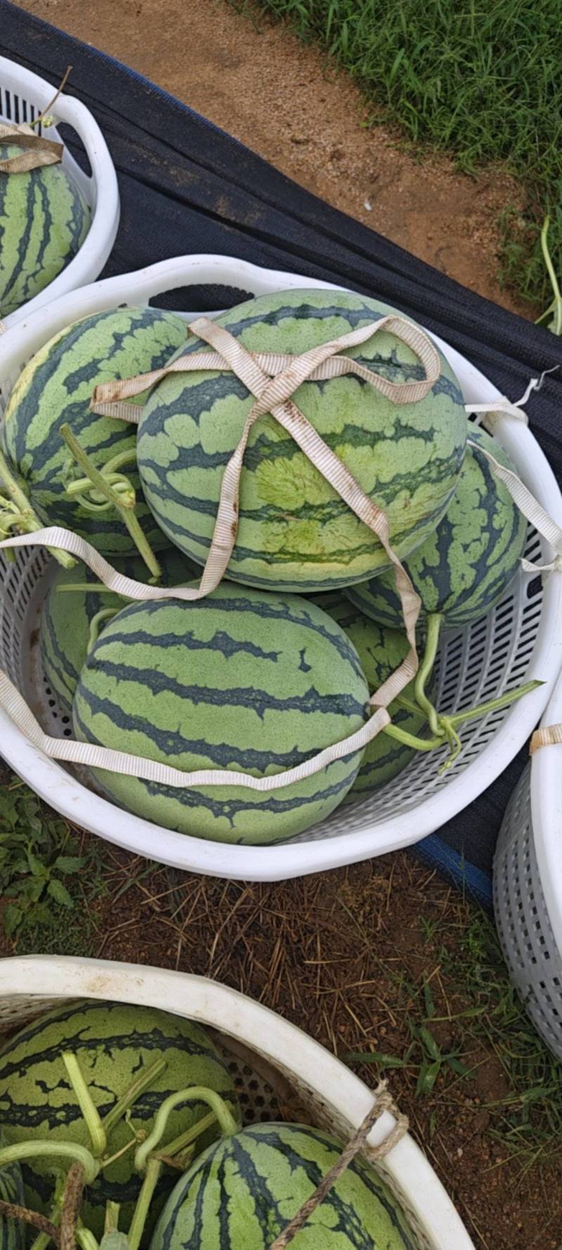 精品美都西瓜泉州产地热销