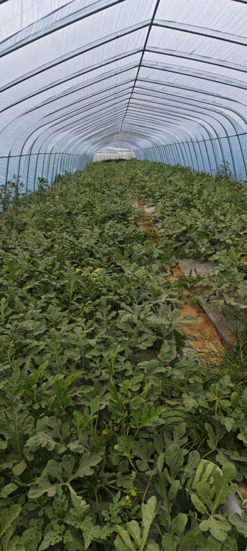 精品美都西瓜泉州产地热销