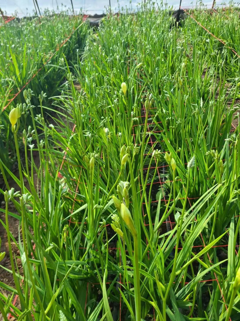 香雪兰种球。盆栽，地栽园林绿化花海电商对接全国各级市场