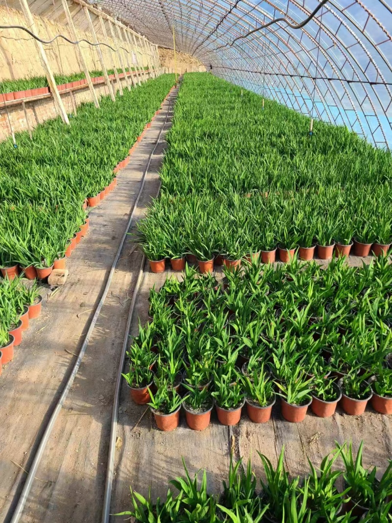 香雪兰种球。盆栽，地栽园林绿化花海电商对接全国各级市场