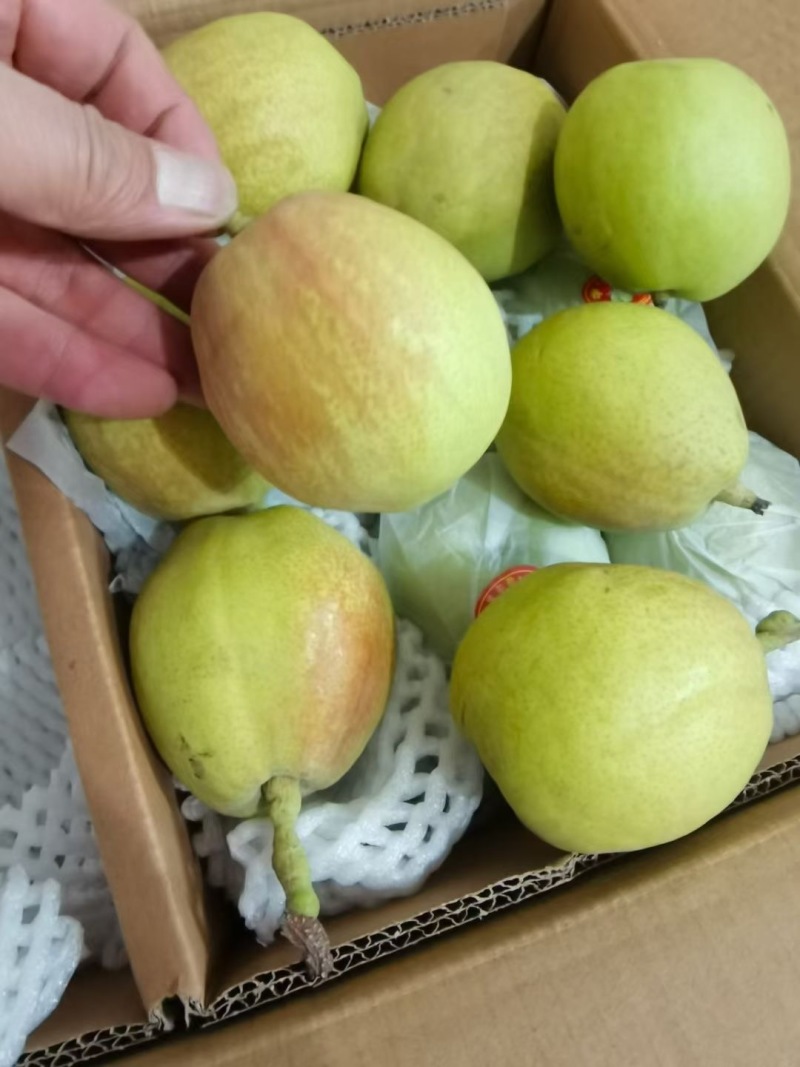 库尔勒香梨一斤级2级特级大量有货需要的可以联系我