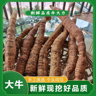 工厂常年供应各种牛大力规格，大牛，中牛，小牛，大次牛等。
