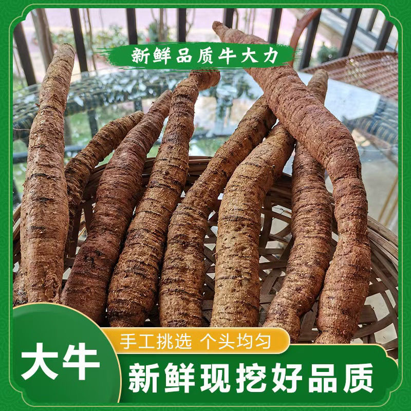 工厂常年供应各种牛大力规格，大牛，中牛，小牛，大次牛等。