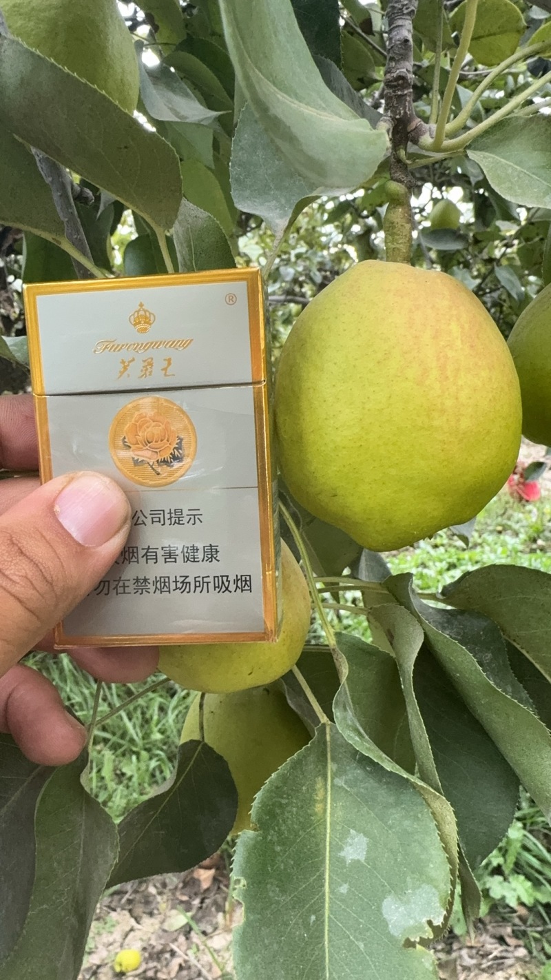 库尔勒香梨一斤级2级特级大量有货需要的可以联系我