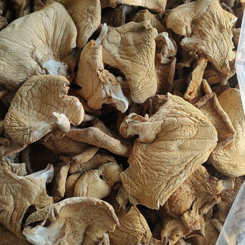 冻蘑干蘑菇元蘑品质好干净无杂质欢迎联系咨询
