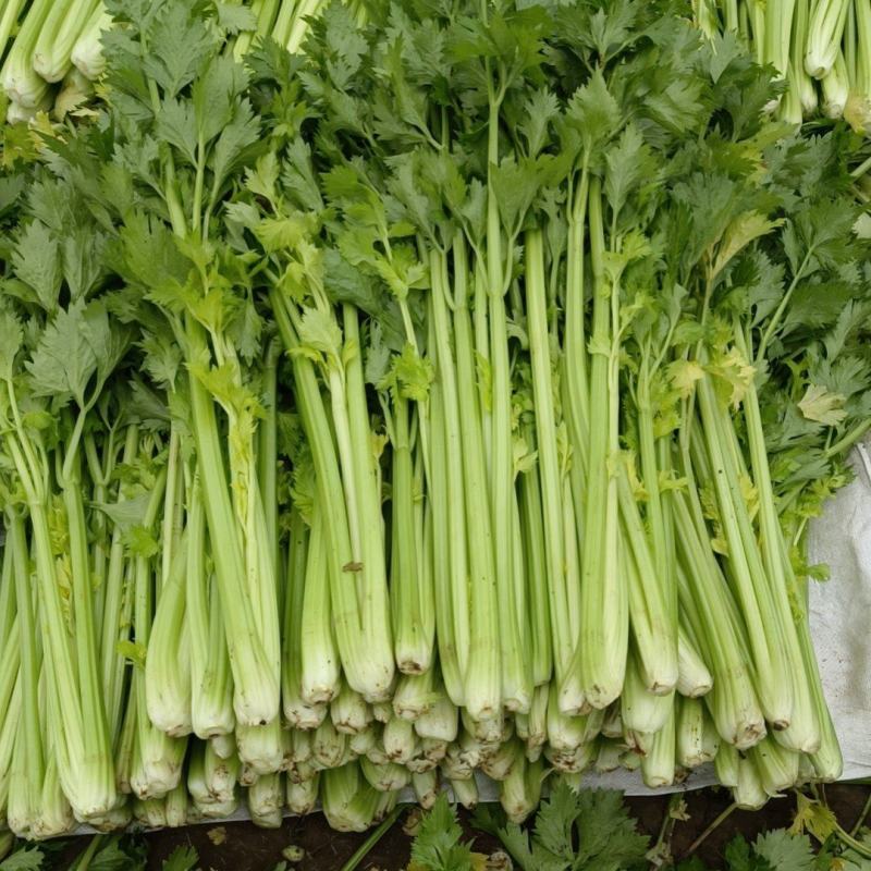 芹菜赶集货价格便宜